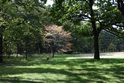 鈴蘭公園(音更町)にも秋の気配が…