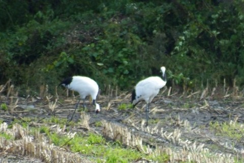 カメラスケッチ・幕別町のタンチョウ