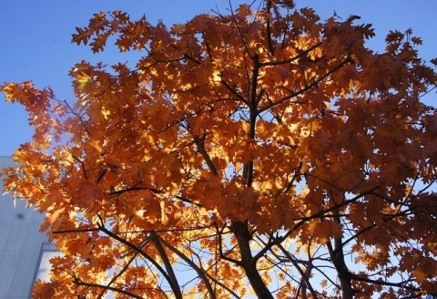 駅周辺の紅葉～♪