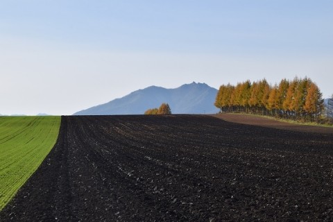 カメラスケッチ・芽室町の畑