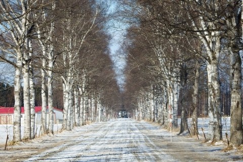 カメラスケッチ・音更町駒場の白樺並木