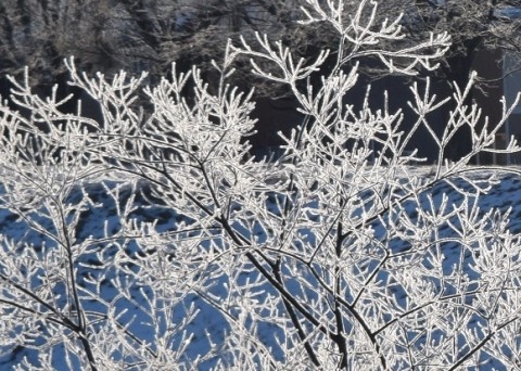 霧氷～零下14℃の世界