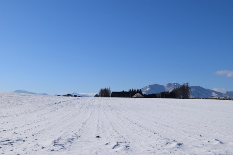 カメラスケッチ・芽室町の畑