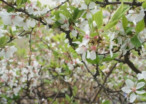 ユスラウメの花咲く～♪