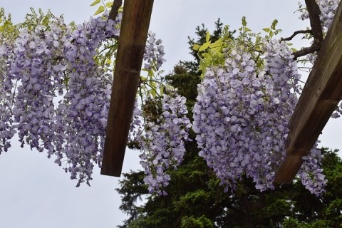 とてっぽ通りの藤の花～♪