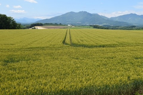 カメラスケッチ・芽室町の畑