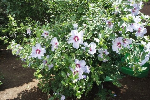 槿(ムクゲ)は夏の花?