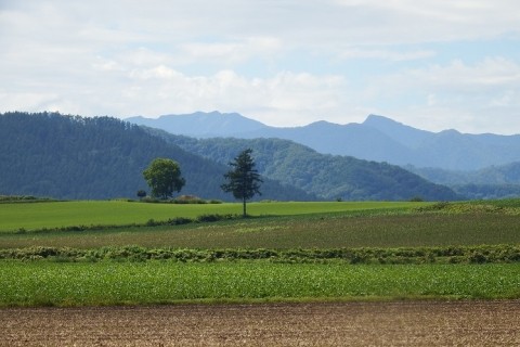 カメラスケッチ・中札内村の畑