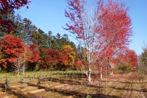 知る人ぞ知る紅葉スポット～♪