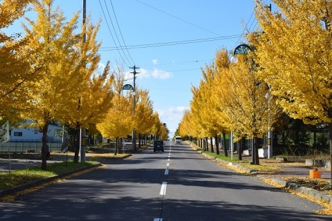 音更町文化センター周辺の紅葉～♪