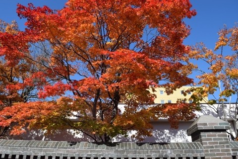 三井金物店址の紅葉～♪