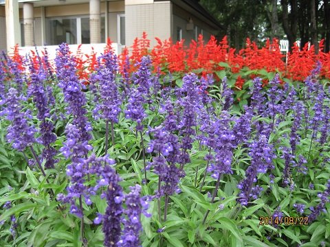 スッキリ　(*_*;　花壇　生活道路　公園