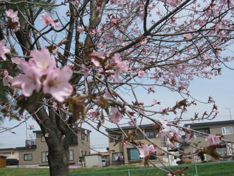 花見会で165人が集い「きずな」