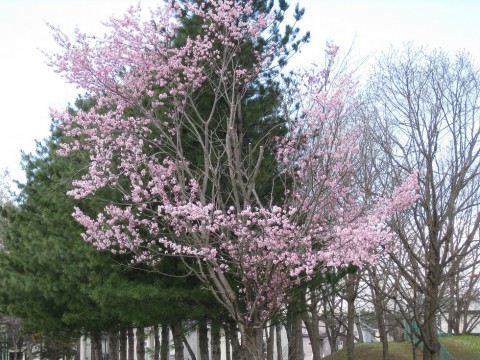 花見会で親睦