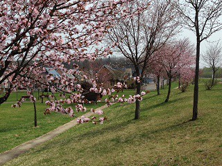 急に桜が満開(゜o゜)!