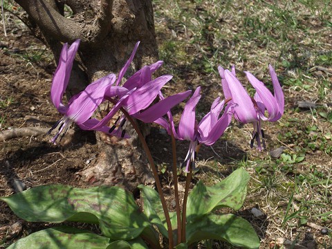 新嵐山の野草たち