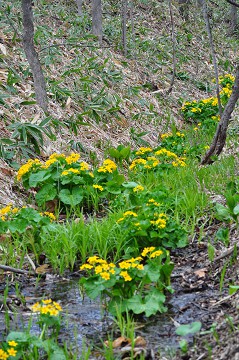 「野草園」臨時開園