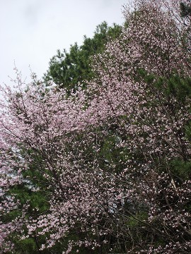 帯広の森・散策図鑑