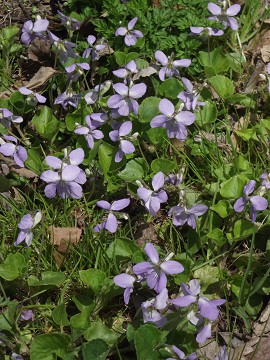 「シラネアオイ」が見ごろです。(野草園)