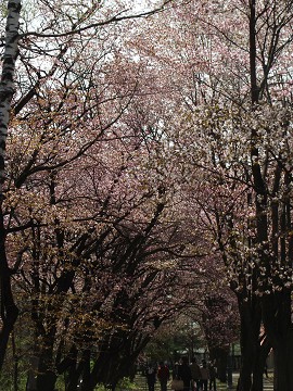 桜満開の緑ヶ丘公園