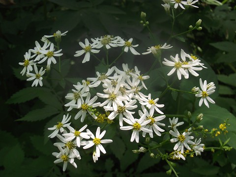 久しぶりの野草園