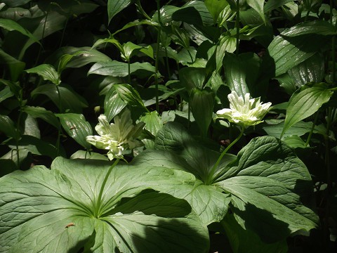 次々と咲く野草たち(1)