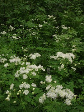 次々と咲く野草たち(2)