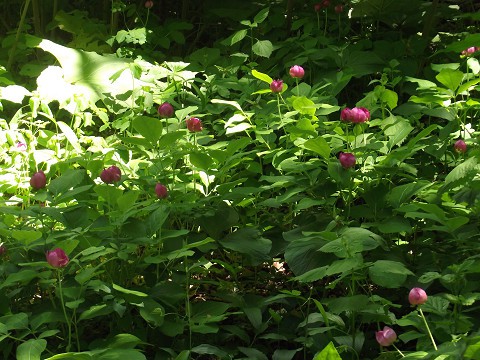 夏の花まで一服