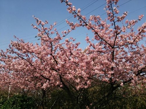 河津桜