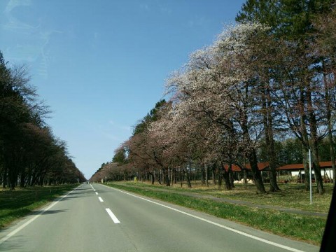 二十間道路の桜