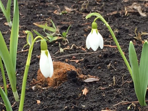 待つ雪の花