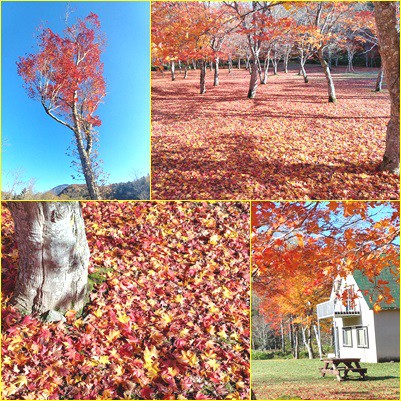 定番の十勝…紅葉スポットへ(福原山荘/鹿追町)