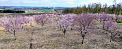 穴場の桜スポット　(^^♪