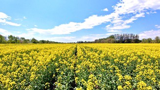 菜の花　ビタミンパワー 全快!!