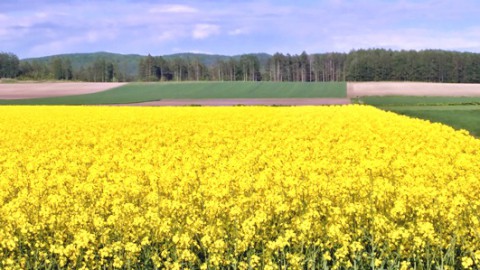 花 ♪　はな ♪　ハナ ♪　華 ♪　花咲く・・・とかちは花盛り!!