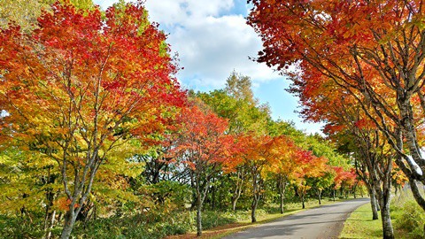 有名な紅葉スポットも いいけど、隠れ紅葉スポットも いいね!!