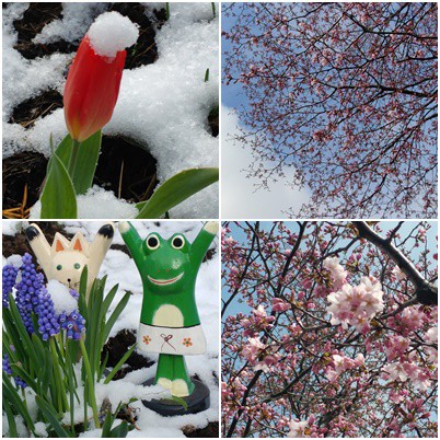 平成最後のなごり雪 と サクラ開花へ～～♪