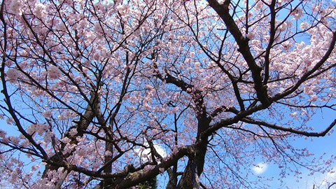 平成から令和へ…時代のバトンタッチを見届ける満開の桜(帯広市内)