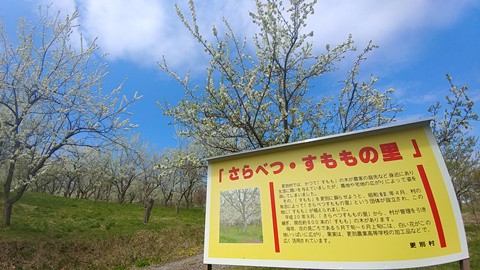 ❤花咲く十勝～～♪　更別村すももの里　すもも 見頃に!!