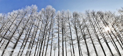 霧氷シリーズ　①　カラマツ防風林