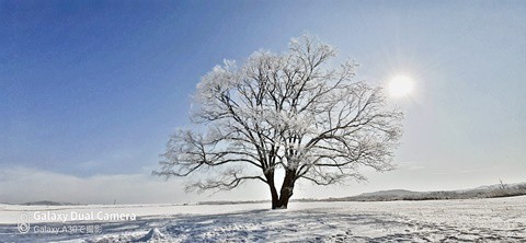 霧氷シリーズ　③　はるにれの木