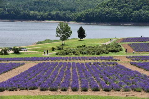 北海道、夏色風景～～②