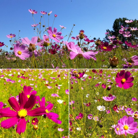 花は秋色、ただ気温は高め・・・