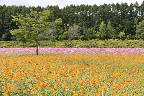 日本最大級のコスモス畑・・・①