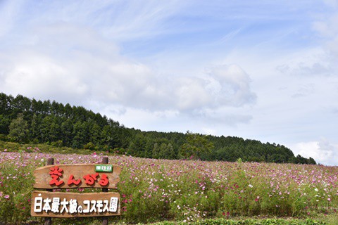 日本最大級のコスモス畑・・・③