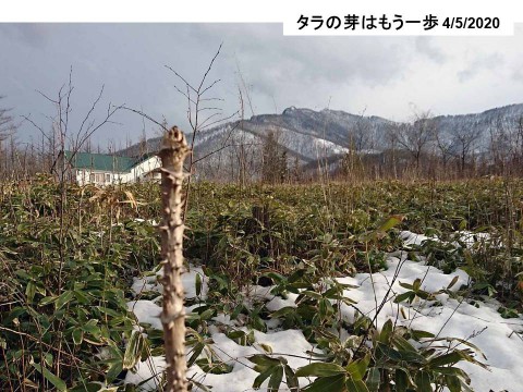 タラの芽はまだか?