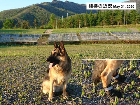 相棒の近況　シェパード犬は元気