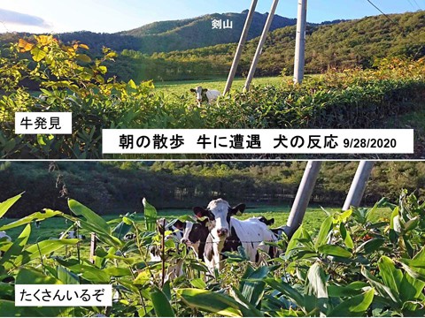 朝の散歩 牛に遭遇 犬の反応は?