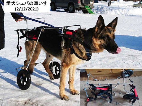 相棒のシェパード犬の車いす