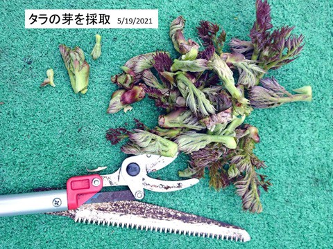 十勝ヒュッテのタラの芽